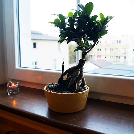Apartament Sensitive * 코잘린